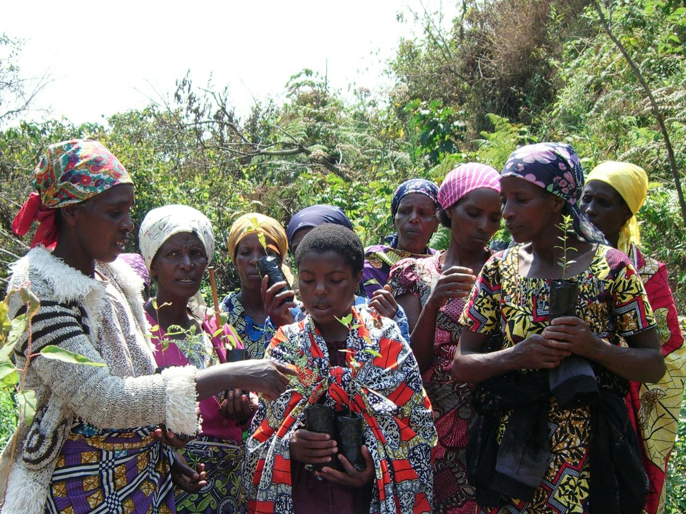Protecting and Restoring the Itombwe Rainforest through Community Action in the Congo